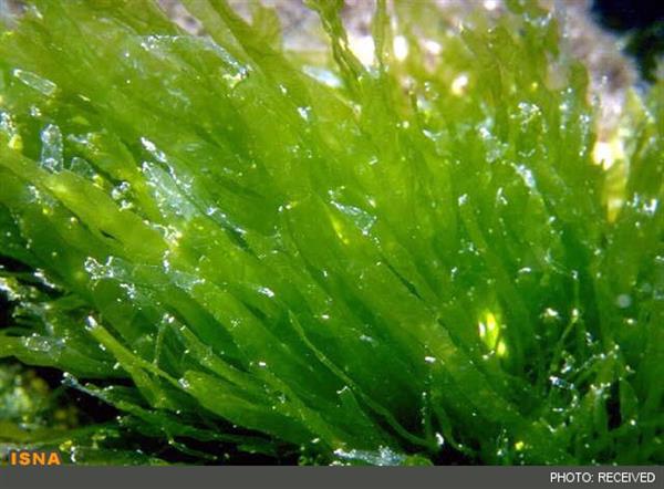 تولید پلیمرهای زیستی و کودهای آلی از جلبک‌های ماکروسکوپی خلیج فارس