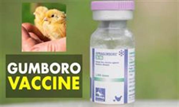 30 درصد نیاز کشور به واکسن گامبرو در داخل تامین می‌شود